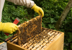 Beginner beekeeper inspecting a honeycomb frame filled with honeybees inside a wooden hive, demonstrating colony management and hive maintenance.