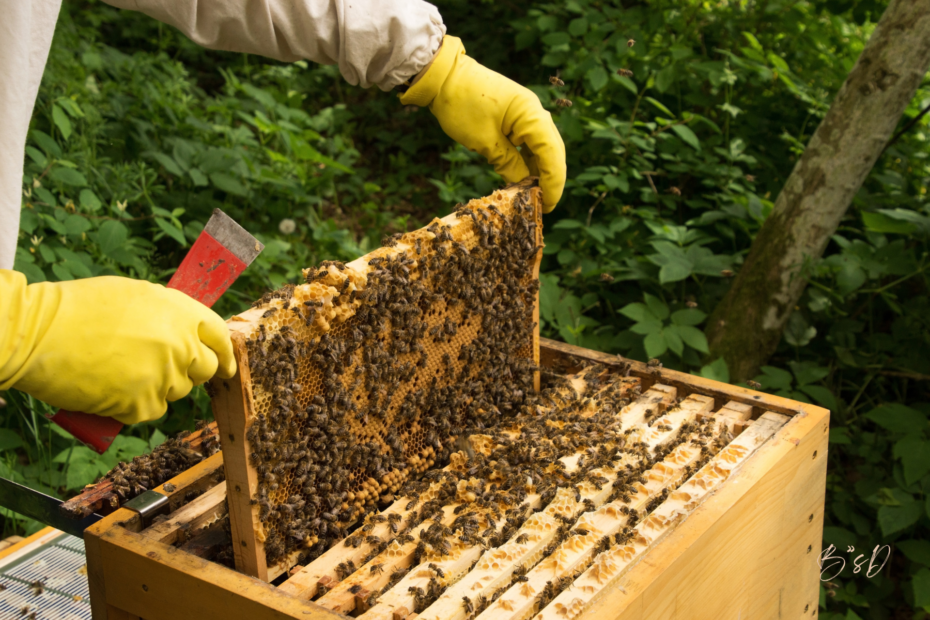 Beginner beekeeper inspecting a honeycomb frame filled with honeybees inside a wooden hive, demonstrating colony management and hive maintenance.