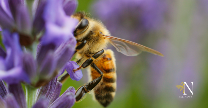 Bee pollinating a wild lavender flower in a sunny field
