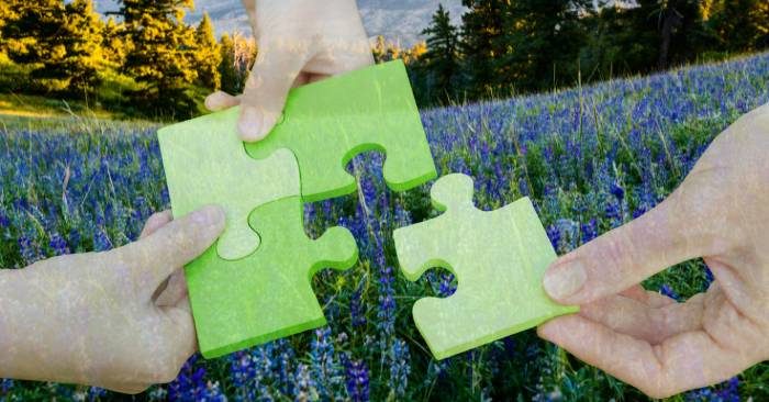 Hands helping plant wildflowers to solve the puzzle by creating a bee habitat