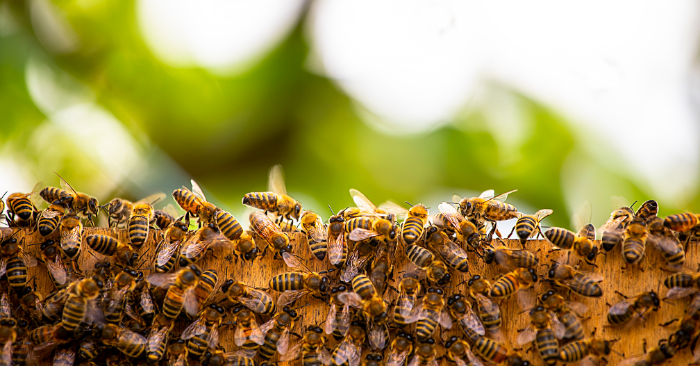 Bee hive in the wild with bury forest as a background
