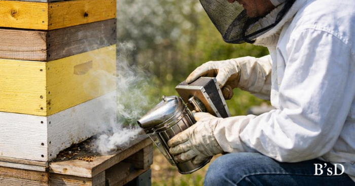 Beekeeper using a smoker to gently apply cool smoke at the entrance of a beehive during a spring inspection to calm honeybee colony behavior.