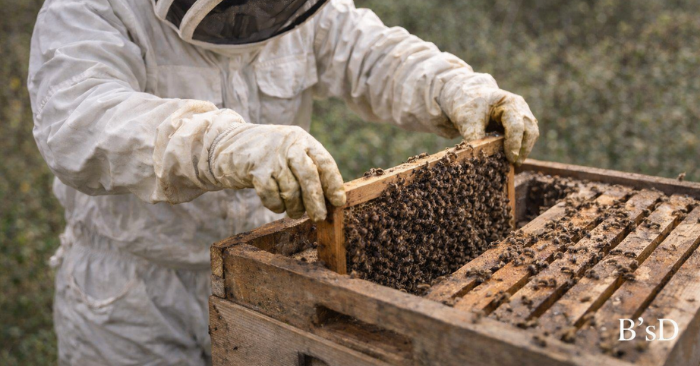 Beekeeper wearing a protective suit and gloves while inspecting a beehive during a spring hive check.